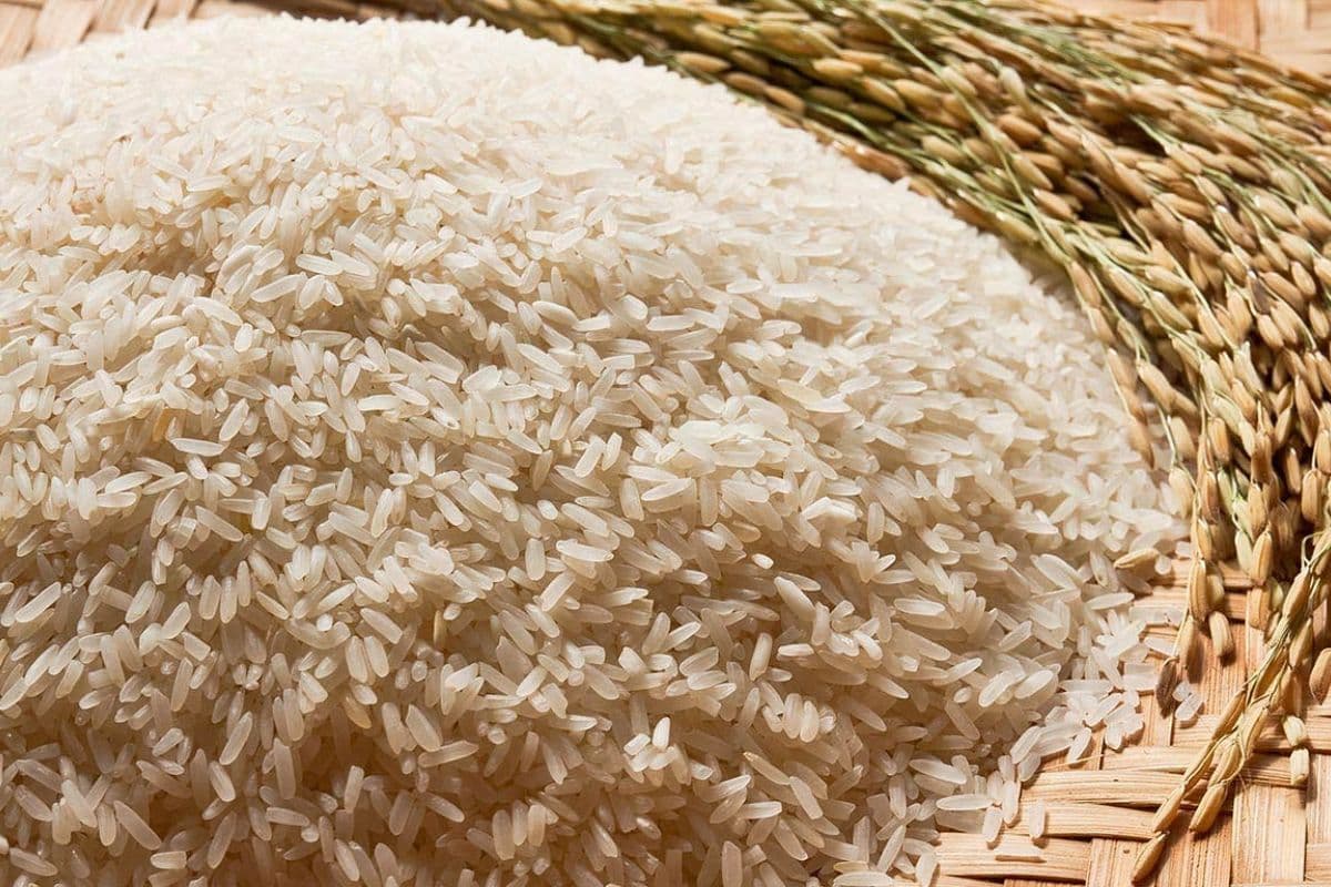 WFP: खाद्य संकट से जूझ रहे देशों को फोर्टिफाइड चावल उपलब्ध करायेगा भारत