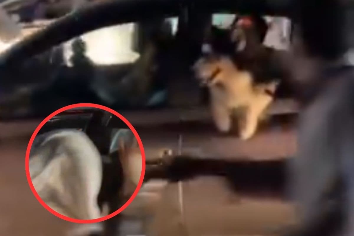 Viral Video : ये कैसी स्वतंत्रता! बाइक सवार युवकों ने कार में बैठे कुत्ते को मारा थप्पड़