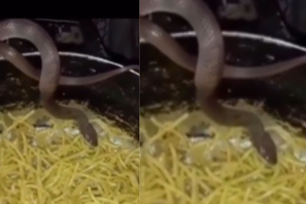 Viral Video: कड़ाही में बैठकर चाउमीन खाते दिखा सांप, वीडियो देखकर घूम जाएगा दिमाग