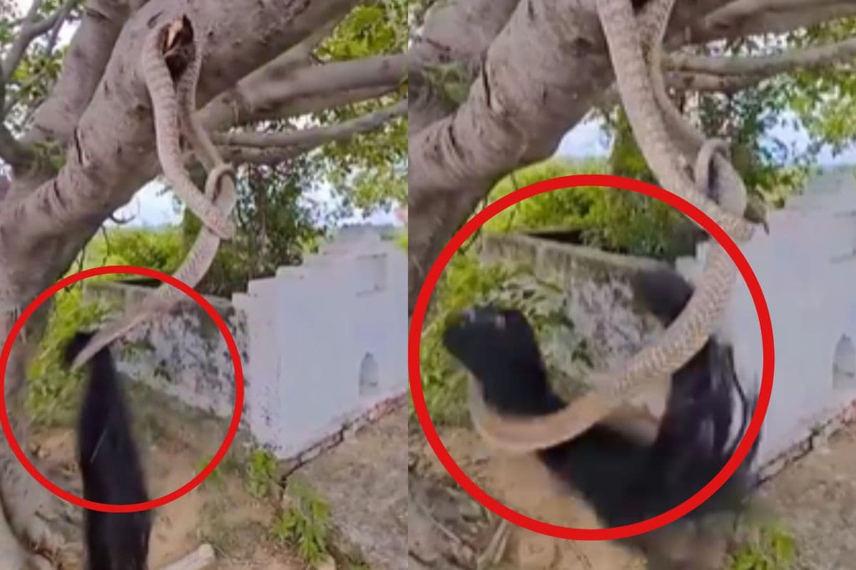 Viral Video: काले-घने बालों वाली नागिन का जलवा, हवा में कुछ इस तरह ज़ुल्फो को लहराकर जीता सबका दिल