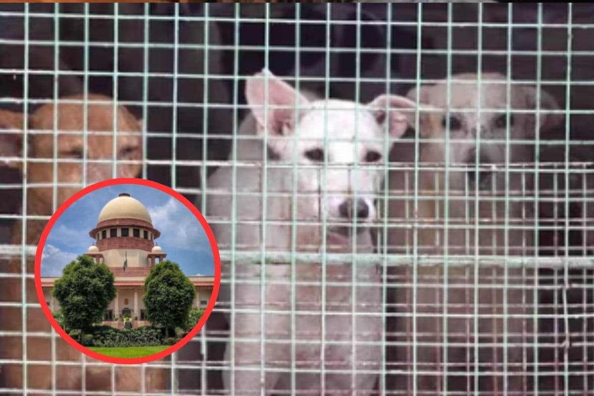 Stray Dog Case : आवारा कुत्तों के कारण बच्चों की हो रही है मौत, सॉलिसिटर जनरल ने सुप्रीम कोर्ट से कहा