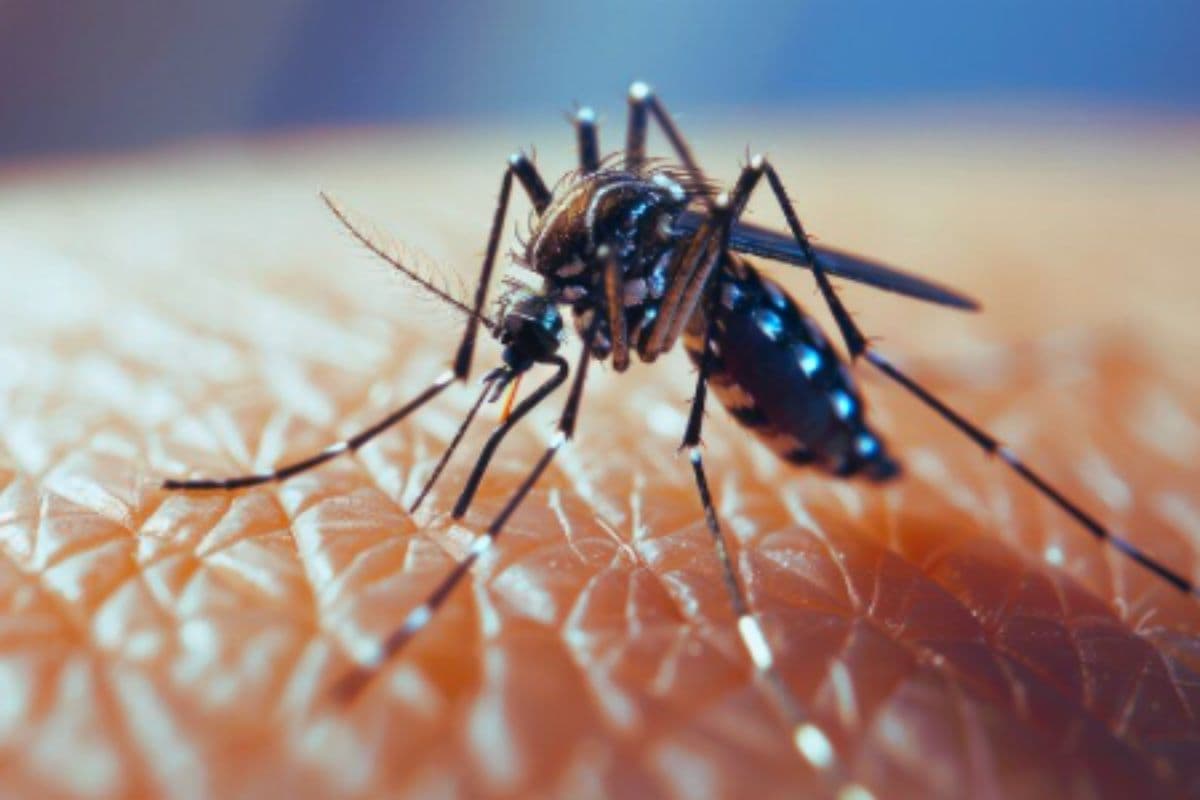 Dengue In Bihar: पटना के इन इलाकों में फैल रहा डेंगू का खतरा, पिछले 24 घंटों में इतने नए केस मिले