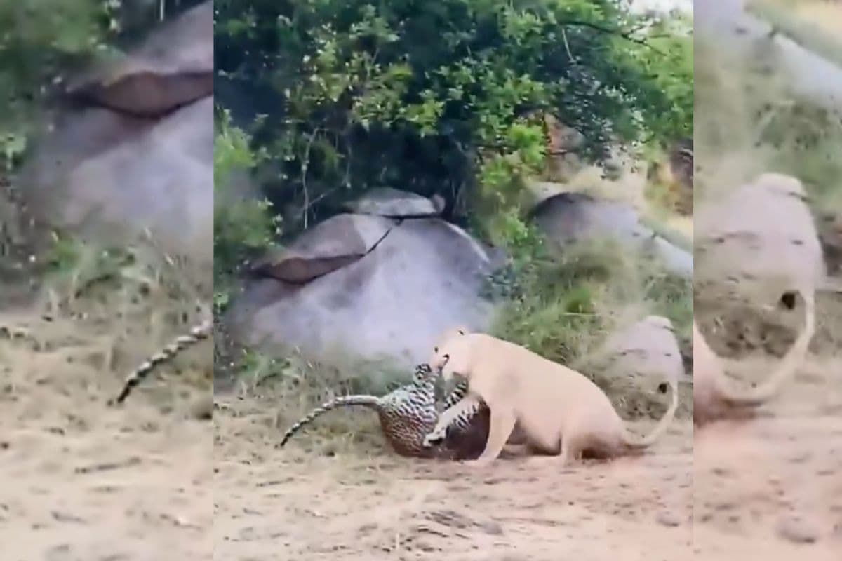 Viral Video: शेरनी और तेंदुए में हो गई पटका-पटकी, आपस में भिड़ गए दोनों, ऐसे हुआ झगड़े का अंत