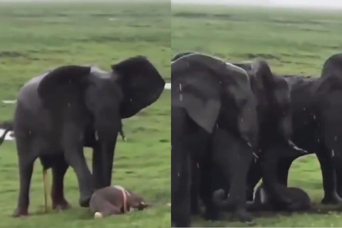 Viral Video: जन्म लेते ही उठ खड़ा हुआ नन्हा हाथी, जश्न मनाता नजर आया पूरा झुंड, वायरल हो रहा वीडियो