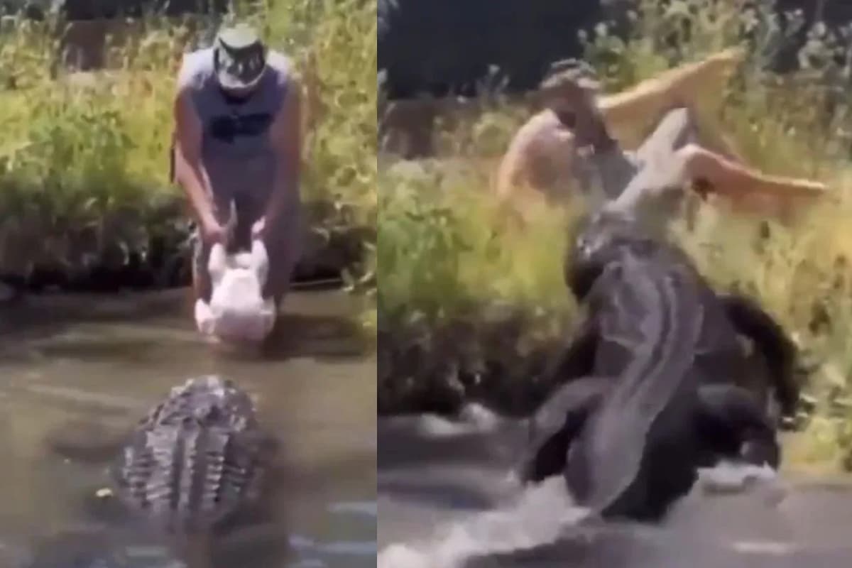 Viral Video: मगरमच्छ को खुराक देने गया शख्स, खुद बनने से बचा निवाला, बाल-बाल बची जान