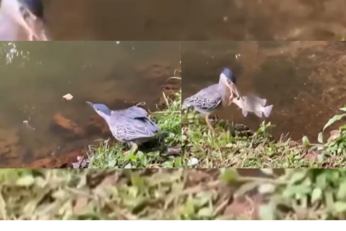Viral Video: गजब का जुगाड़! इस पक्षी का दिमाग देखकर रह जाएंगे दंग, नहीं देखी होगी पक्षियों में ऐसी बुद्धि