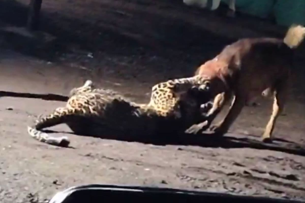 Viral Video: कुत्ते के चंगुल में फंस गया तेंदुआ, जबड़े में दबाकर ऐसा घसीटा कि आप भी देख दंग रह जाएंगे