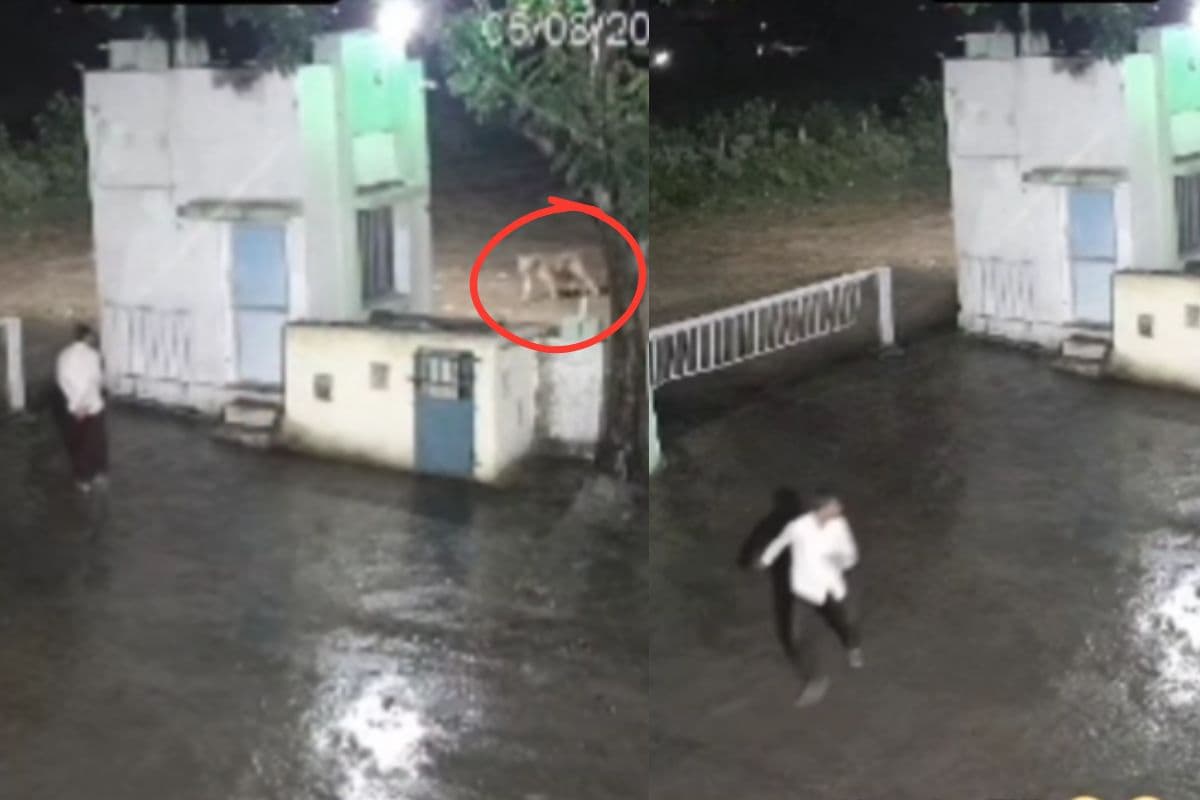 Viral Video: आधी रात में टॉयलेट करने उठा शख्स, तभी अचानक जंगल के राजा से मिल गयी नजर, फिर शेर ने…