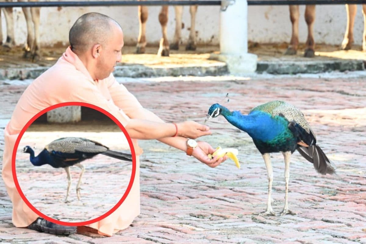Watch Video : सीएम योगी के हाथों में केला, सामने से दौड़कर आया मोर फिर…