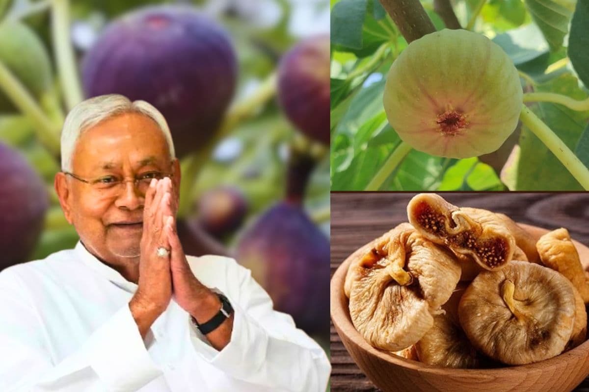 Bihar Kisan Yojana: कश्मीर वाला फल उगाकर अब बिहार में होइए मालामाल! पैसे भी देगी नीतीश सरकार