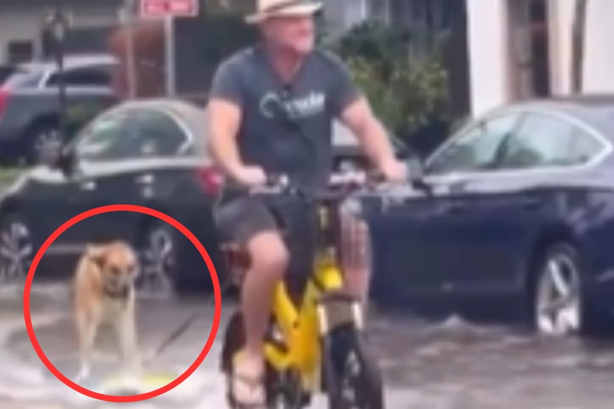 Viral Video: बारिश से जलमग्न सड़क पर कुत्ते का जलवा, सर्फिंग करते हुए वीडियो वायरल