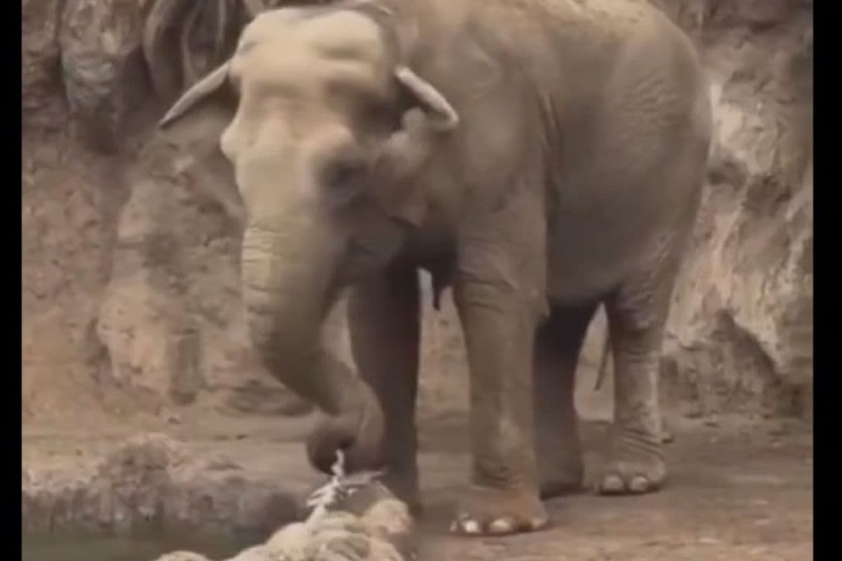 Viral Video : हाथी ने सूंड़ से हिरण के डूबते बच्चे को बचाया, वीडियो देख आप कह उठेंगे-तुस्सी ग्रेट हो