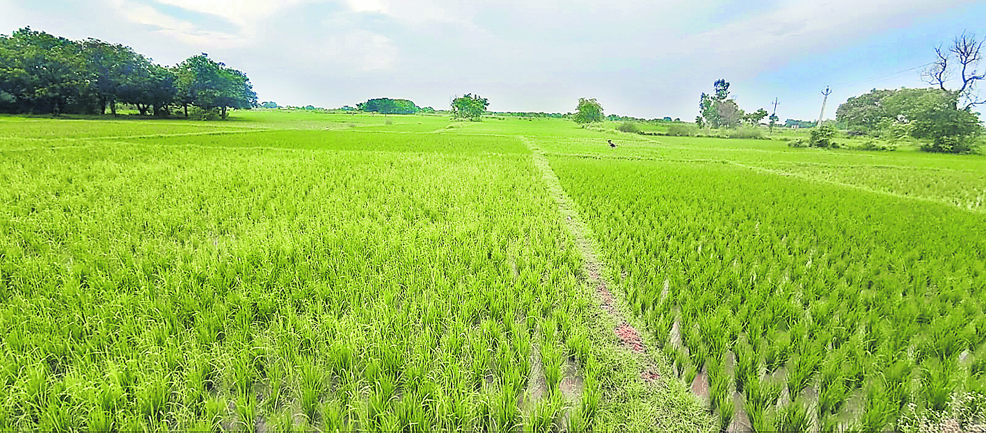 Gopalganj News : धूप-छांव के बीच रुक रुक कर हुई बारिश, ऑरेंज अलर्ट जारी