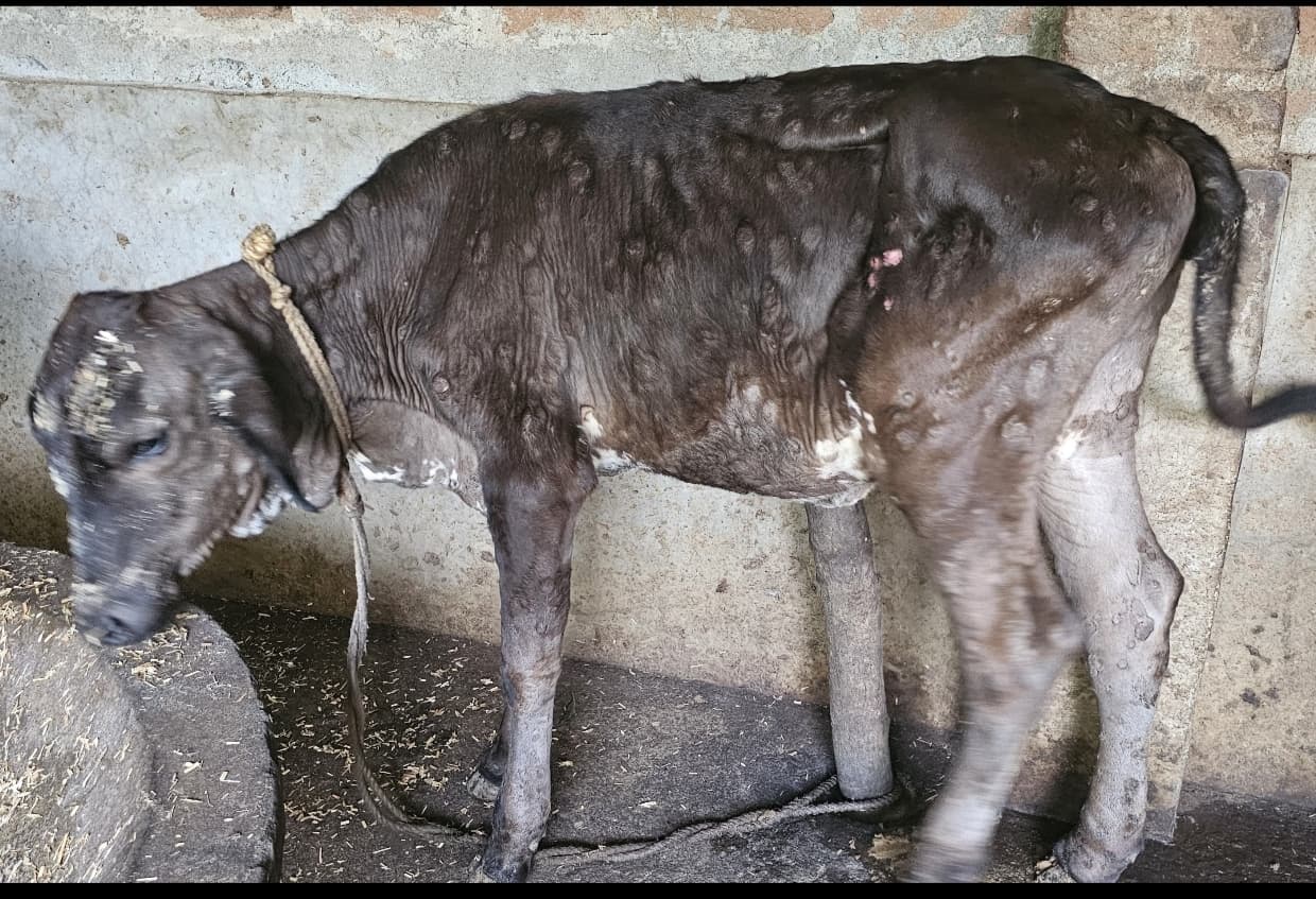 लंपी नामक बीमारी की चपेट में मवेशी, पशुपालक चिंतित