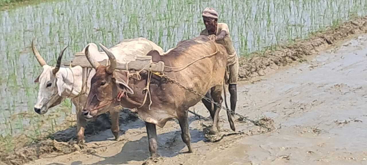 अब नहीं सुनाई पड़ते है बैलों के गले में घुंघरू की झंकार