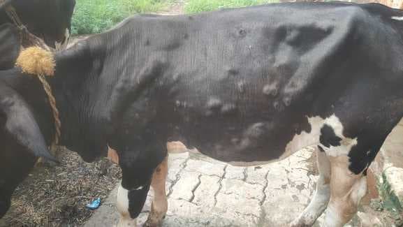 बसंतराय प्रखंड में लंपी वायरस का कहर, पशुपालक भयभीत