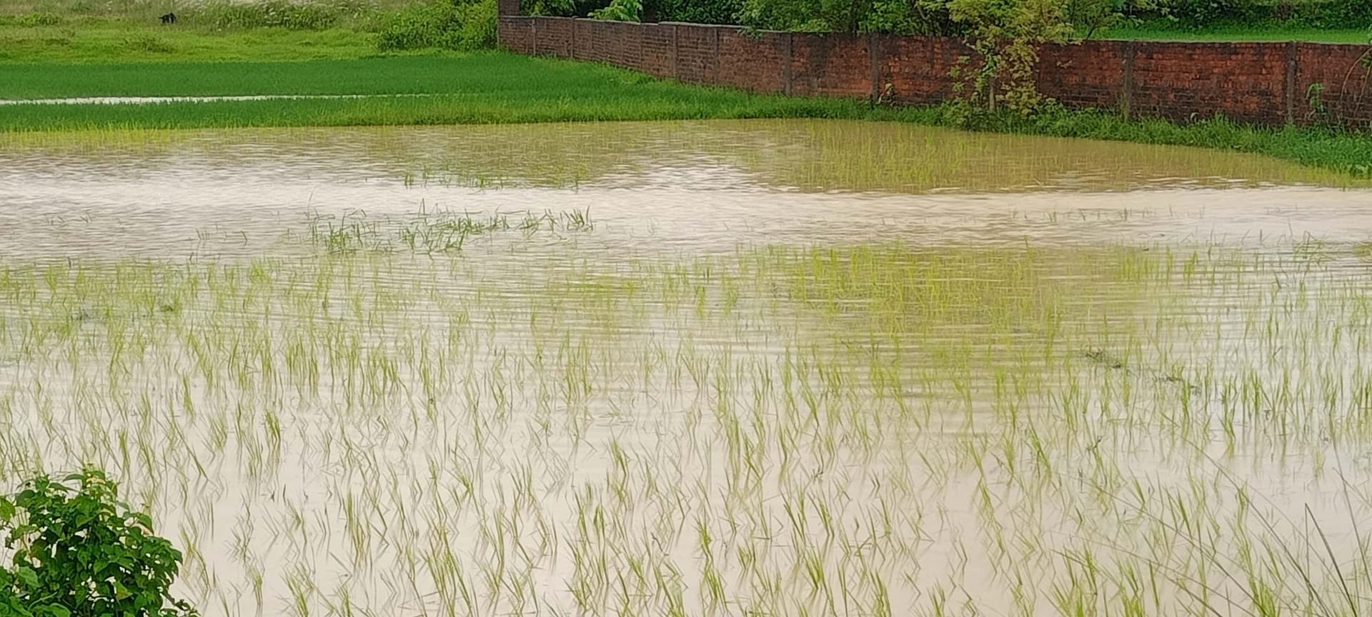 East Singhbhum News : ढाई घंटे में 88.2 मिमी बारिश, धान को लाभ, दलहन और सब्जी को नुकसान