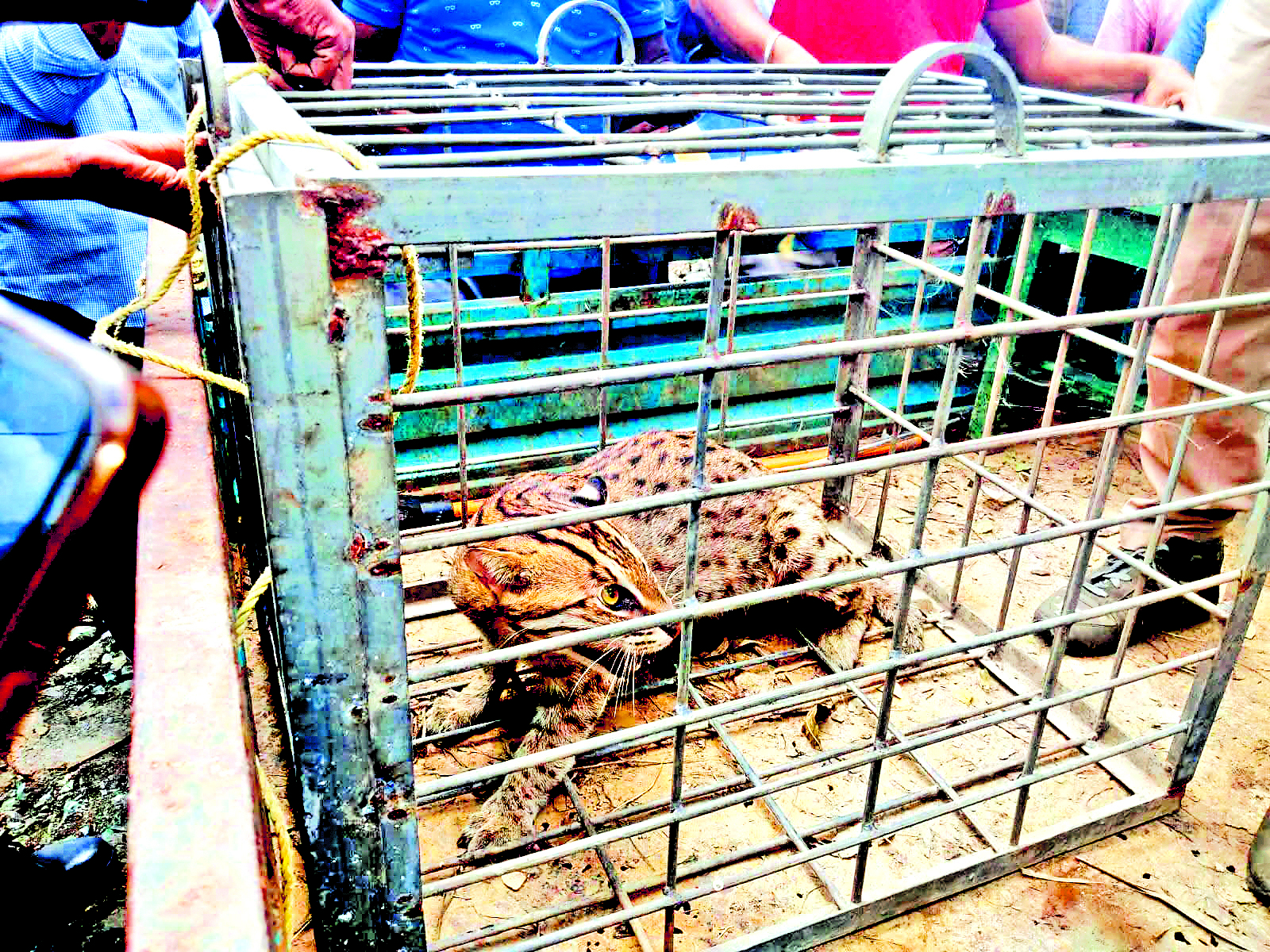 हल्दिया में बाघ जैसा जानवर दिखने से लोगों में दहशत