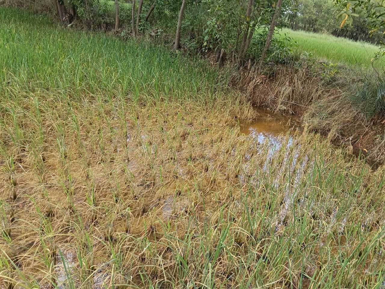 East Singhbhum News : प्रदूषित पानी से 150 एकड़ में धान बर्बाद, उपायुक्त से मुआवजा मांगा