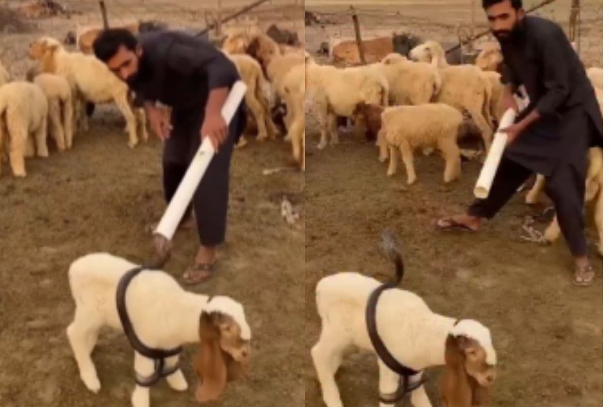 Viral Video: कमजोर दिल वाले सावधान, सांप के चंगुल में फंस गई बकरी, फिर जो हुआ देखकर उड़ जाएंगे होश