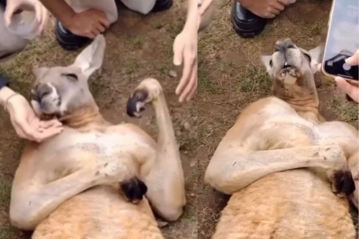 Viral Video: देखिए कंगारू की मजेदार नौटंकी! बेहोश होने की एक्टिंग से बना सोशल मीडिया स्टार