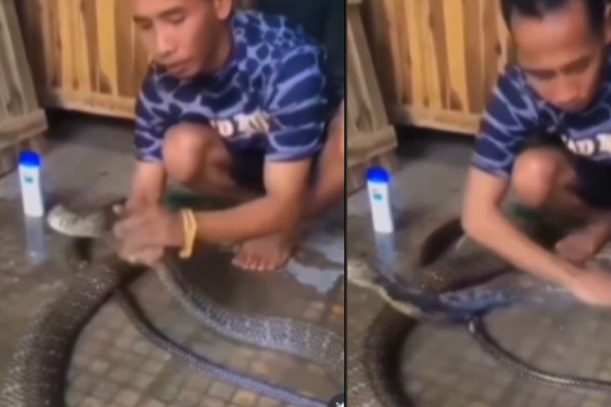 Viral video: सांप को शैंपू लगाकर रगड़-रगड़ कर नहाता दिखा आदमी, वायरल वीडियो देखकर उड़ जाएंगे होश