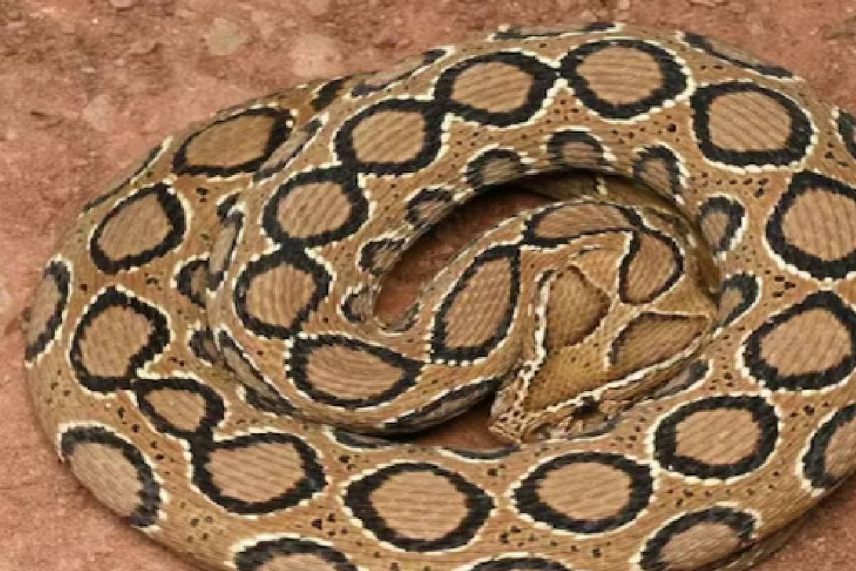 Viral Video : मौत की सीटी! सांप की आवाज सुनकर डर मत जाना, देखें ये खतरनाक वीडियो