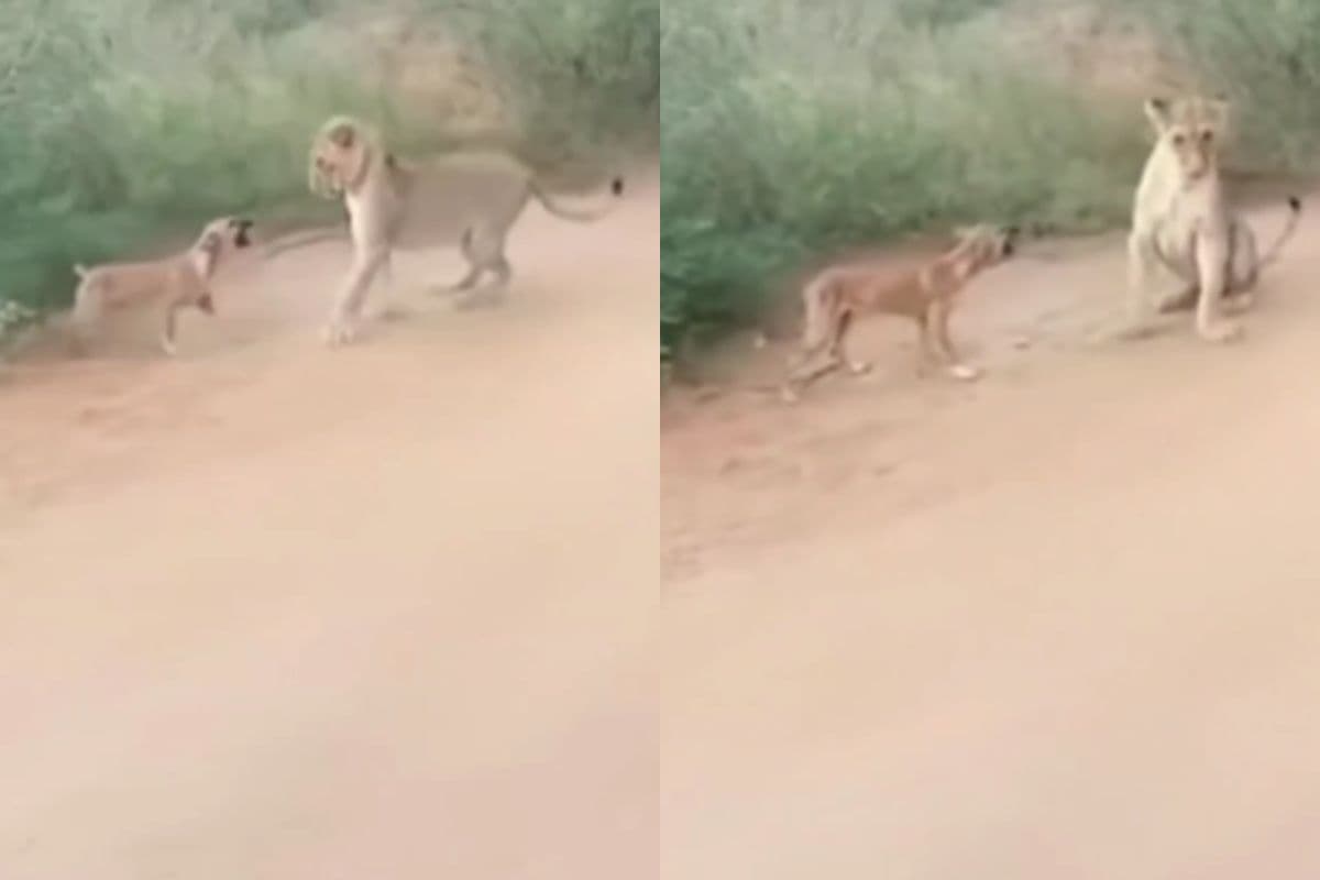 Viral Video: डोगेश भाई के आगे शेरनी की चूं तक नहीं निकली, वीडियो देख रोक नहीं पाएंगे अपनी हंसी