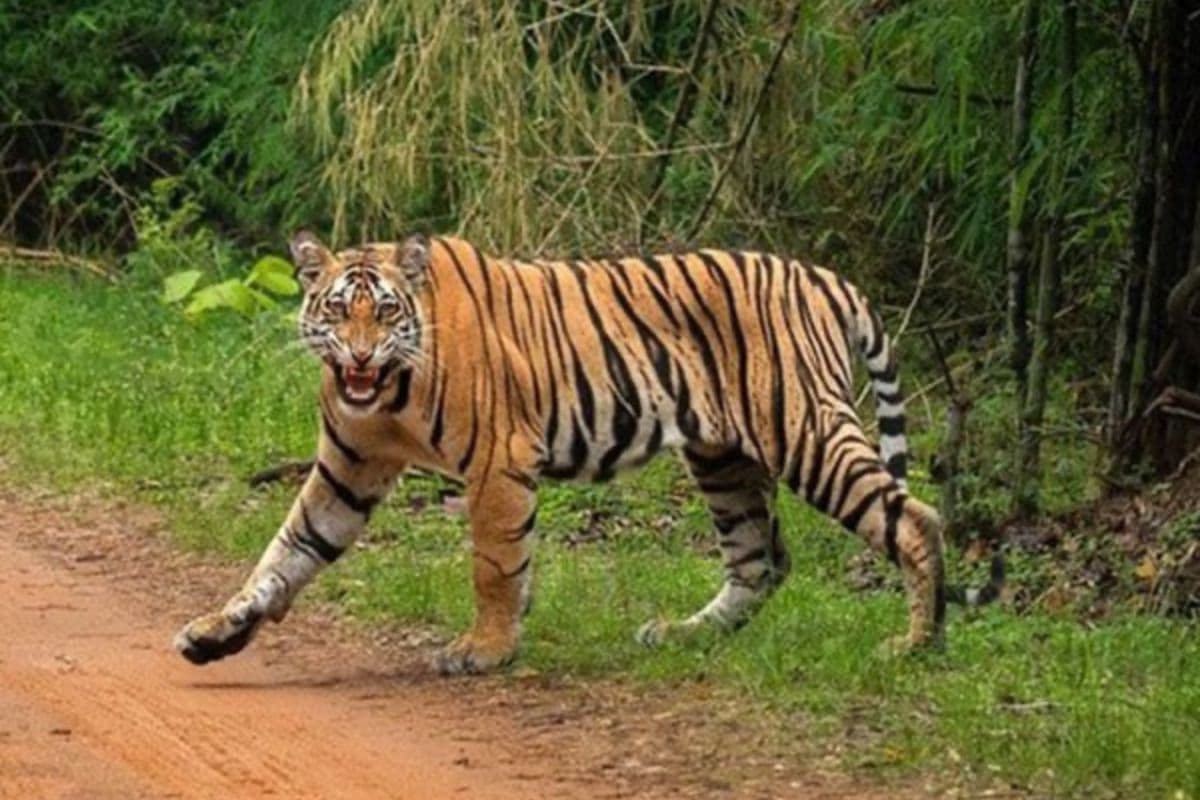 बिहार में बाघ का हमला, 500 मीटर दूर जंगल से निकला बाघ… पलक झपकते ही महिला को बनाया शिकार