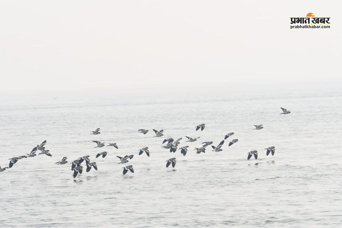 Bihar: इस बार पड़ेगी कड़ाके की ठंडी, प्रवासी पक्षियों का आगमन से मौसम वैज्ञानिकों ने जताई संभावना 