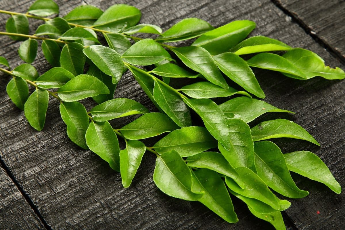 How To Store Curry Leaves: इन तरीकों से करी पत्तों को करें स्टोर, महीनों तक नहीं होंगे खराब