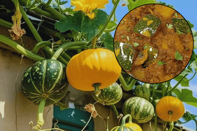 Kaddu Sabji Recipe: जीतिया पर बनाएं खट्टी मीठी कद्दू की सब्जी