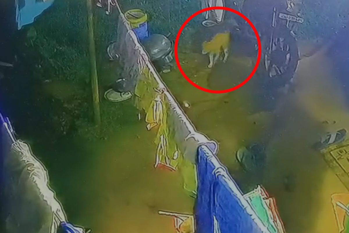 Leopard in Ranchi Video: रांची की घनी आबादी वाले इलाके में दिखा तेंदुआ, मचा हड़कंप