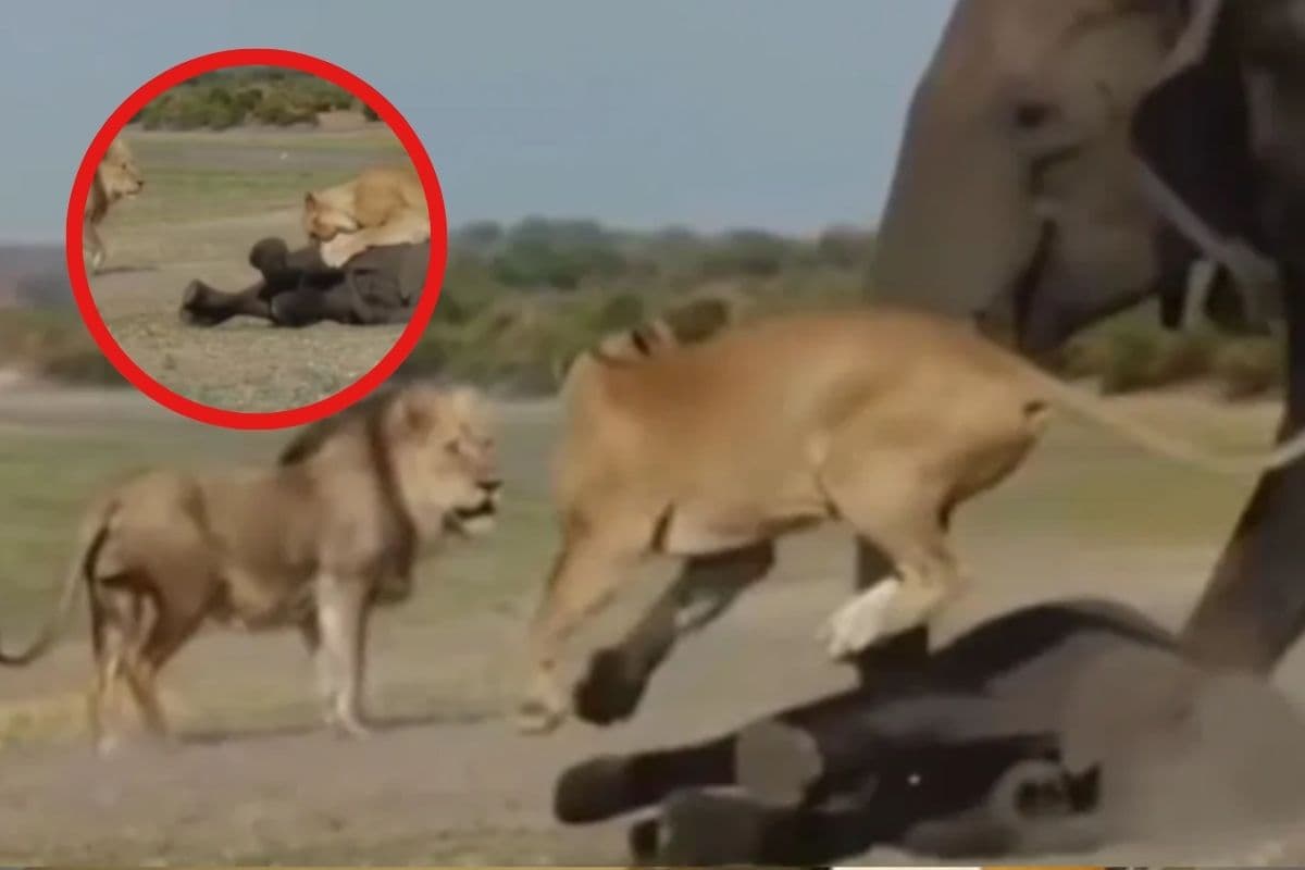 Viral Video : शेरनी करने वाली थी नन्हे हाथी का शिकार, तभी पहुंची हथिनी, देखें फिर क्या हुआ
