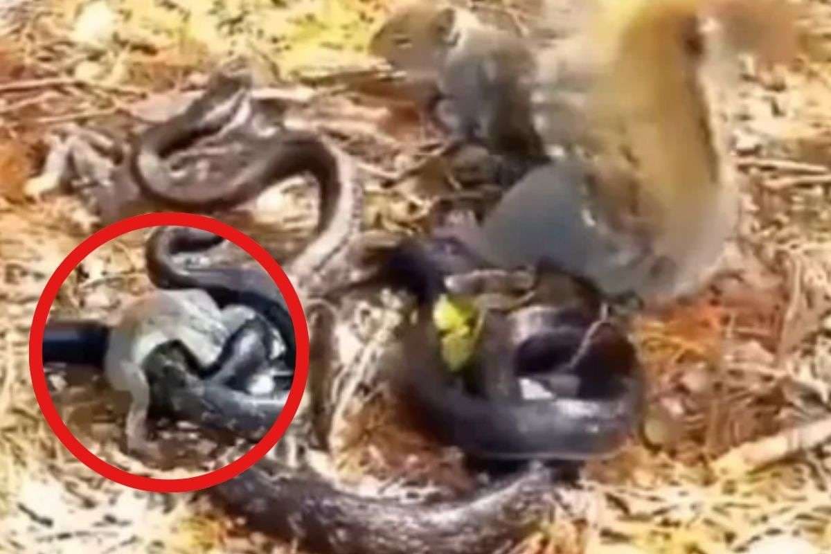 Viral Video : सांप से भिड़ गई गिलहरी, बच्चे के लिए लगा दी जान की बाजी