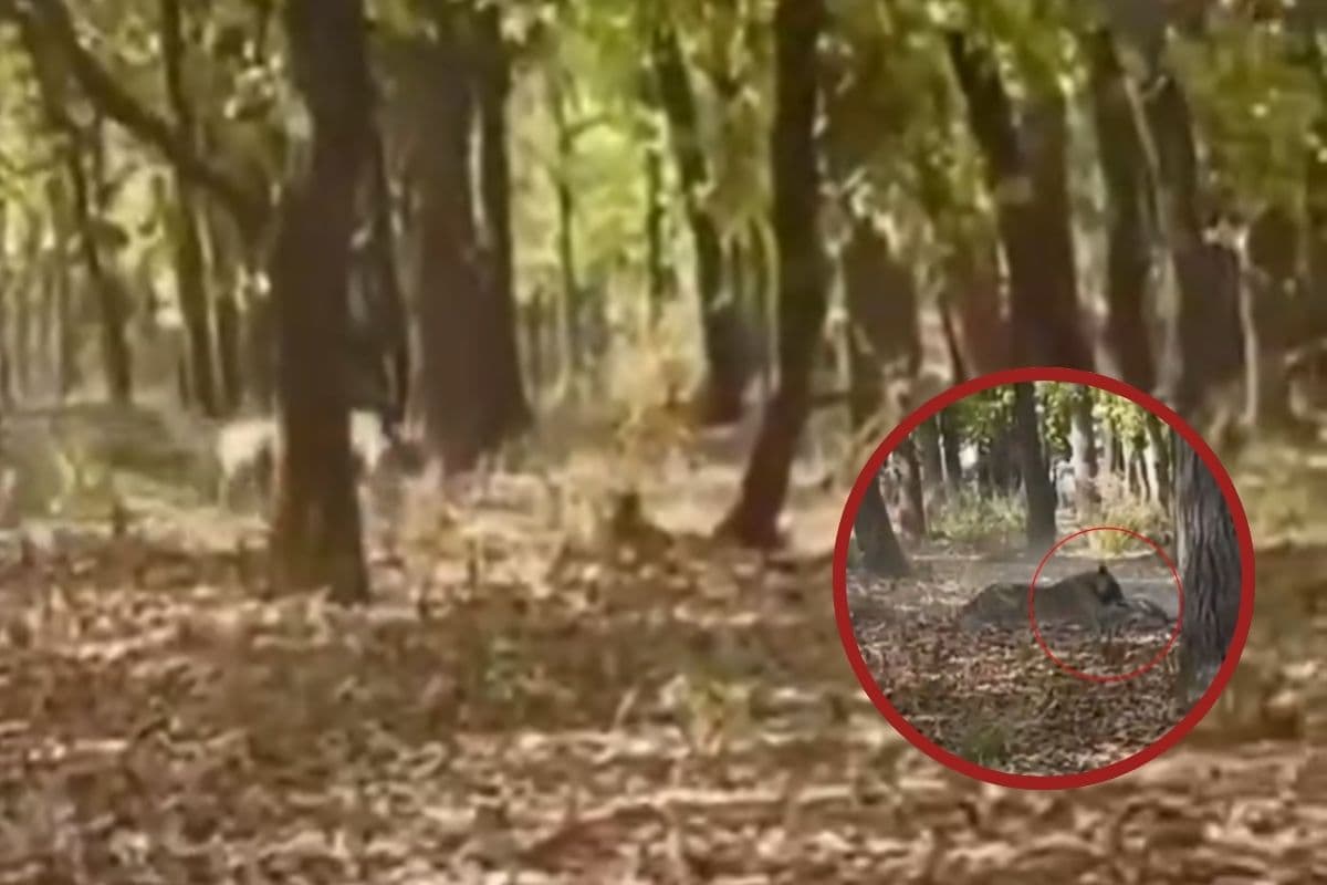 Tiger Chasing And Capturing Deer