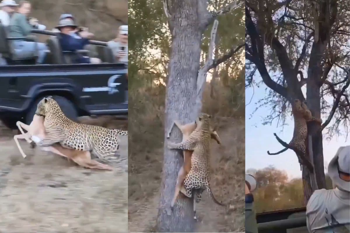 Viral Video: पर्यटकों के सामने तेंदुआ ने किया हिरण का शिकार, खौफनाक मंजर देख उड़े सब के होश