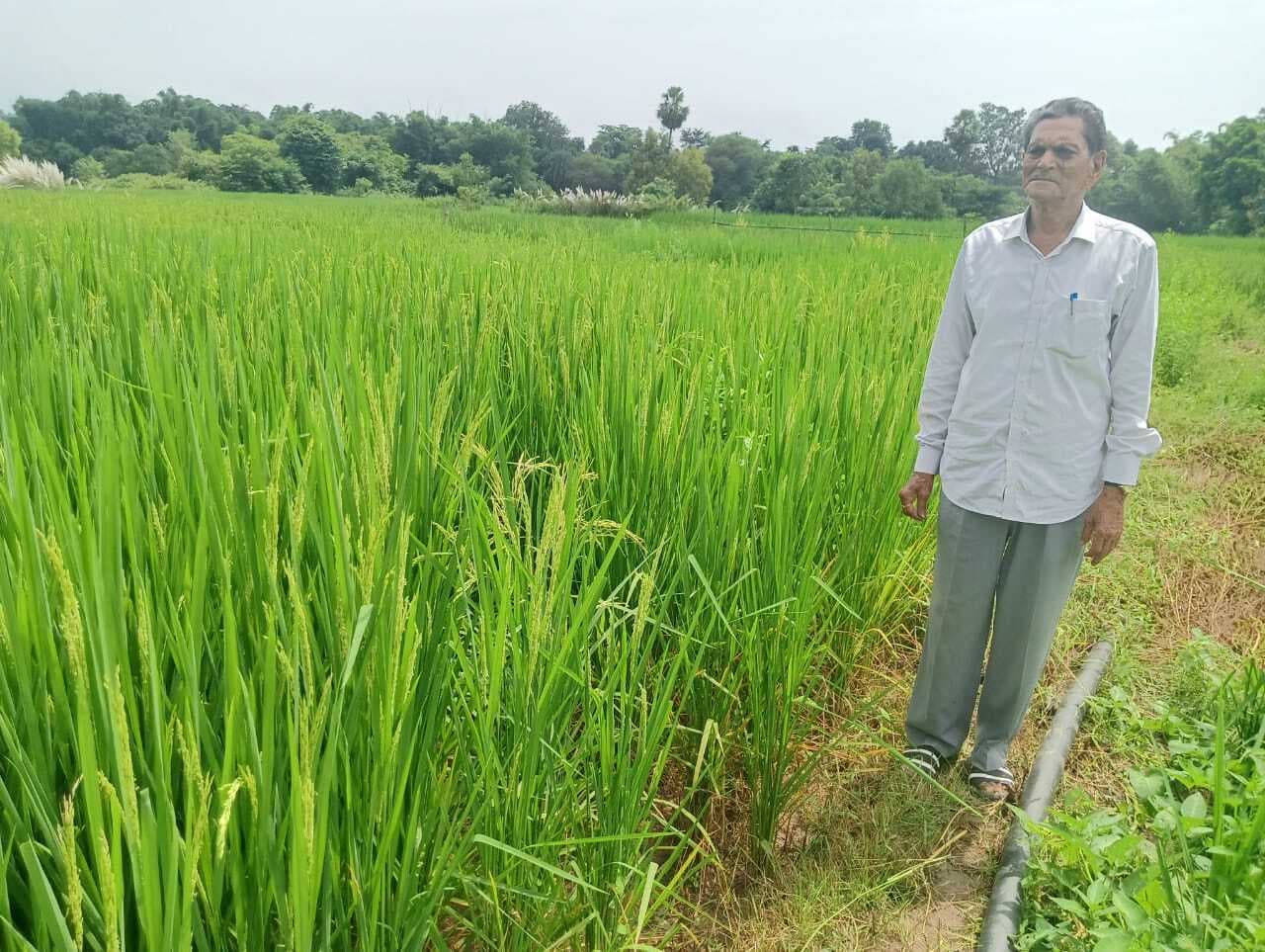 East Singhbhum News : 85 साल की उम्र में भी खेती का जुनून, अक्षय मोहंती के खेतों में लहलहा रही धान की फसल