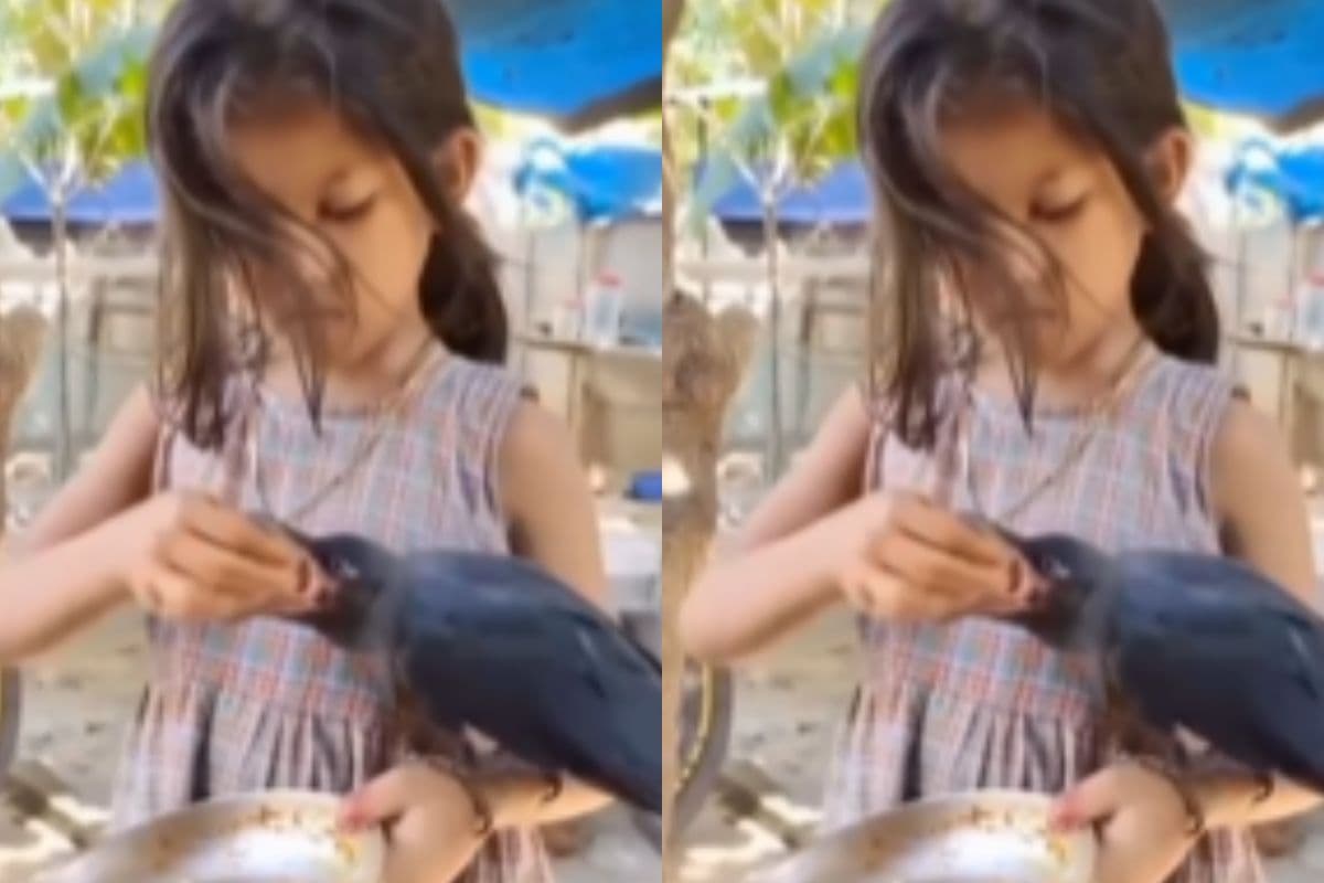 Viral Video: कौए के लिए छोटी बच्ची का बहन जैसा प्यार, हाथों से खाना खिलाते हुए लड़की का वीडियो वायरल