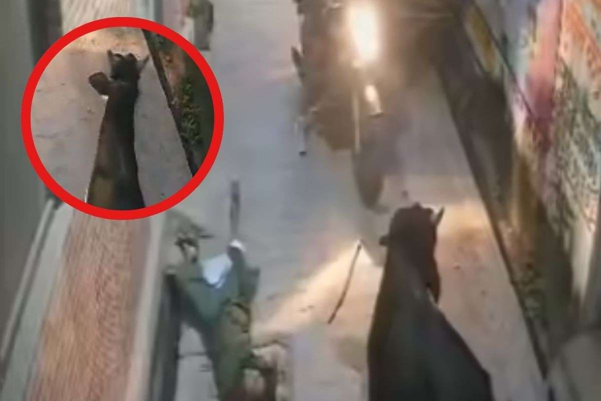 Viral Video : सनकी सांड का जोरदार हमला, हवा में उछल गई महिला