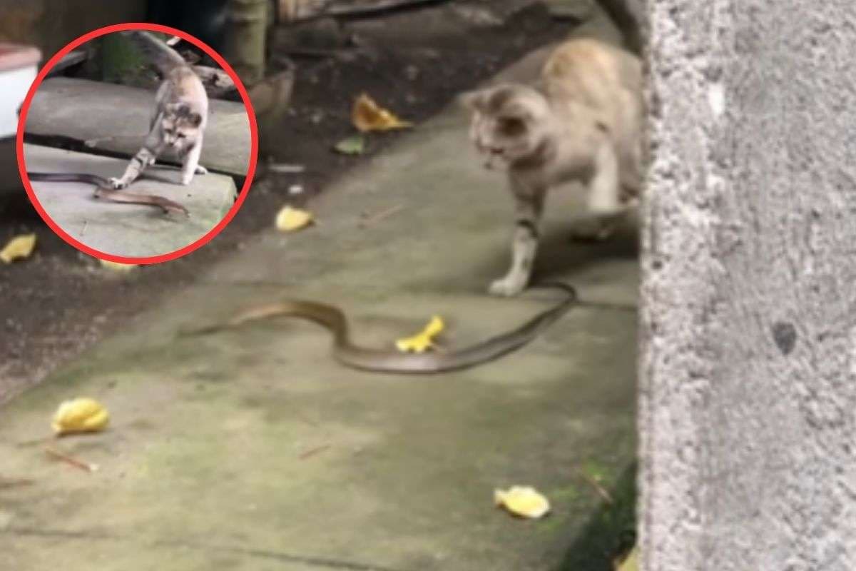 Cat and snake Fight