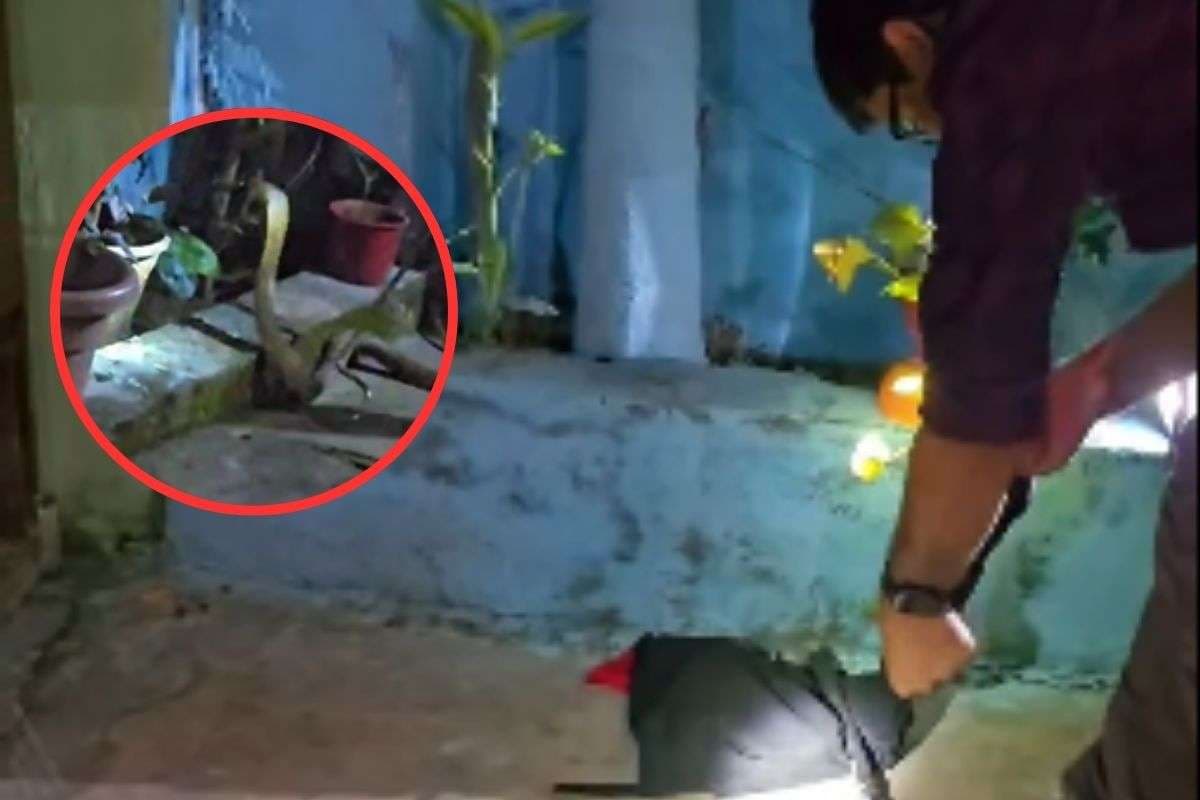 Watch Video : दिवाली की रात रांची में निकला बड़ा सा नाग सांप, डर से घर में घुसे लोग