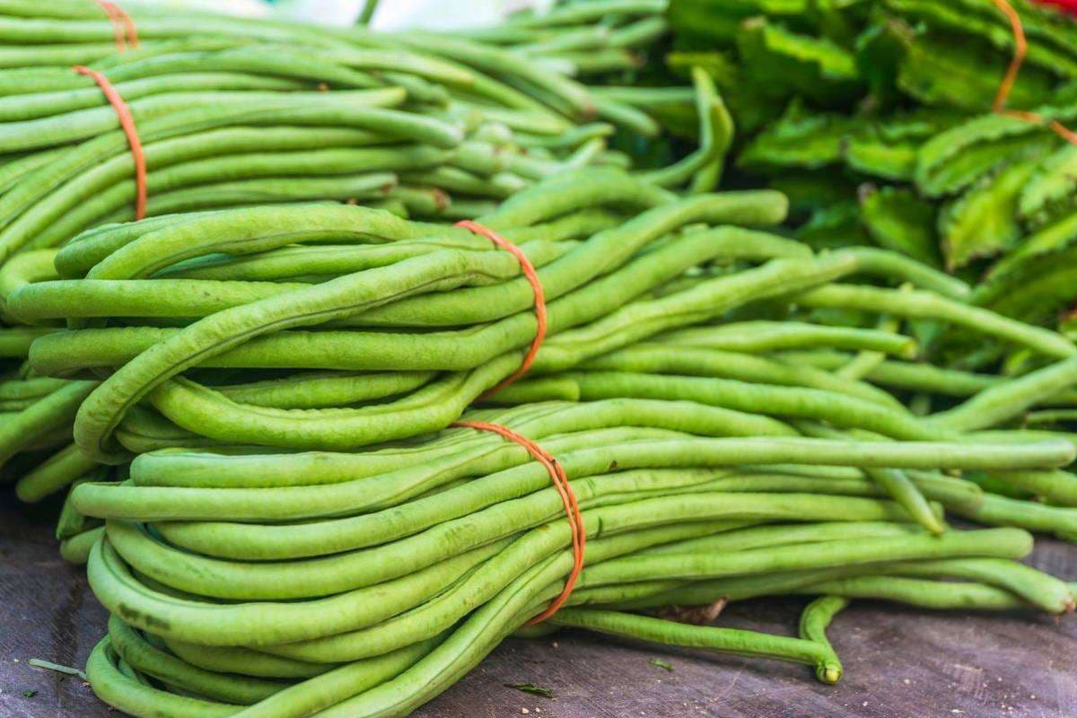 How to grow beans at Home