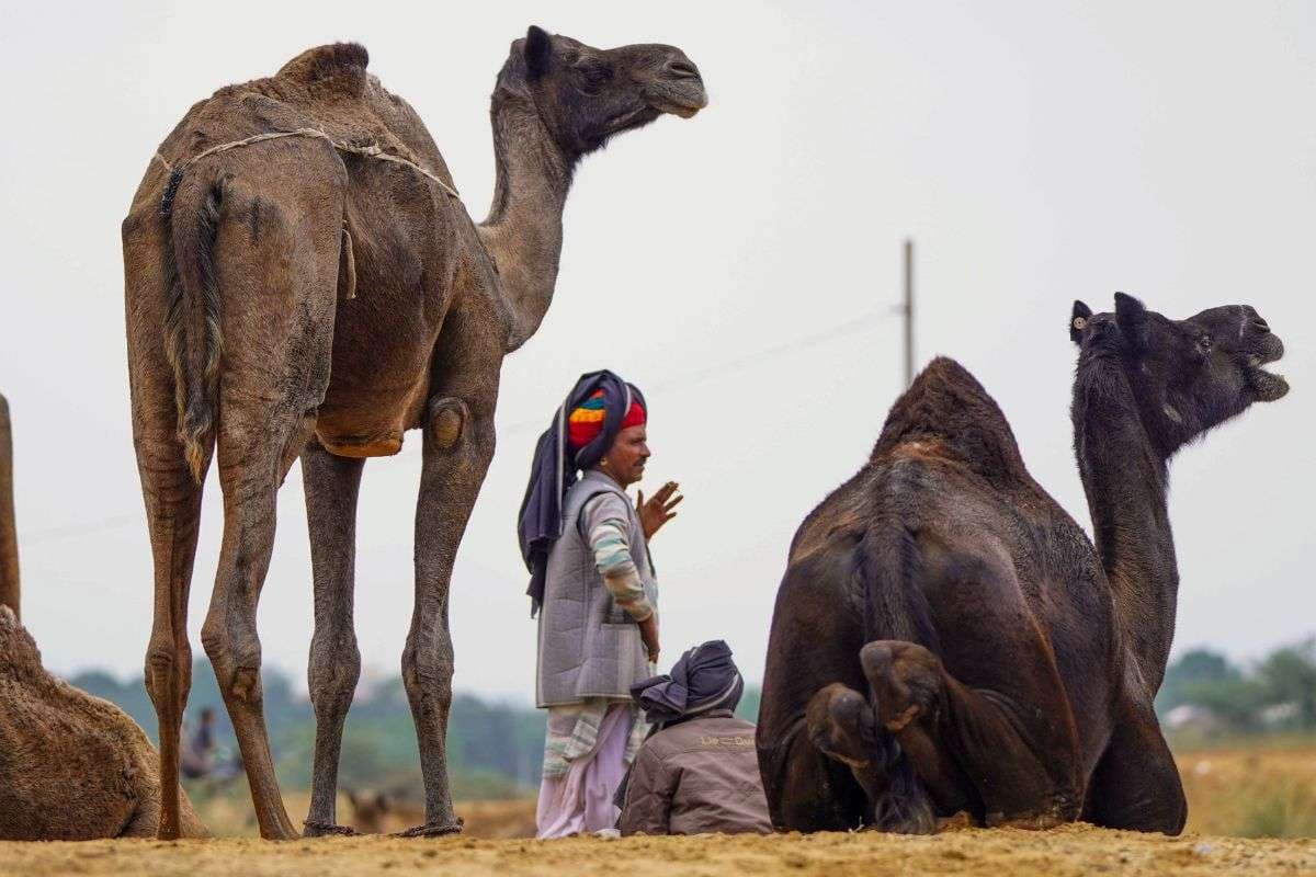 Pushkar-Camel-Fair