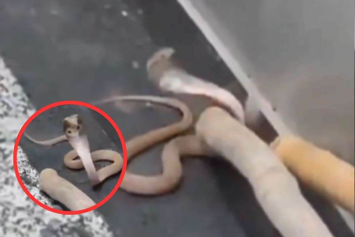 Viral Video : लिफ्ट में सांप देखते ही छूटे लोगों के पसीने, कोबरा को ऐसे किया गया रेस्क्यू