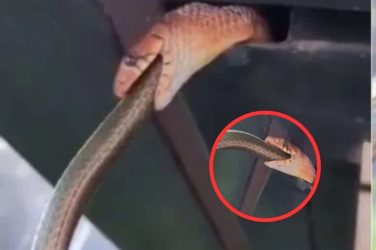 Viral Video : भूख लगी तो एक सांप दूसरे को निगल गया, वीडियो देख चौंक गए लोग