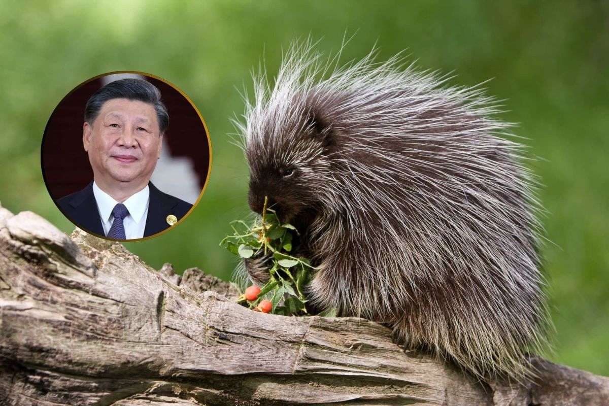Taiwan Porcupine Strategy