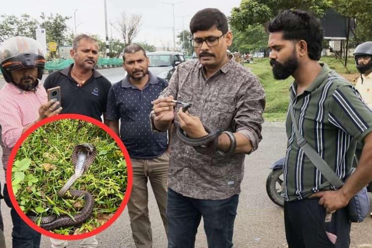 Video: रांची में दुर्लभ ब्लैक कोबरा के साथ हैवानियत, दुर्लभ प्रजाति के अस्तित्व पर मंडरा रहा खतरा