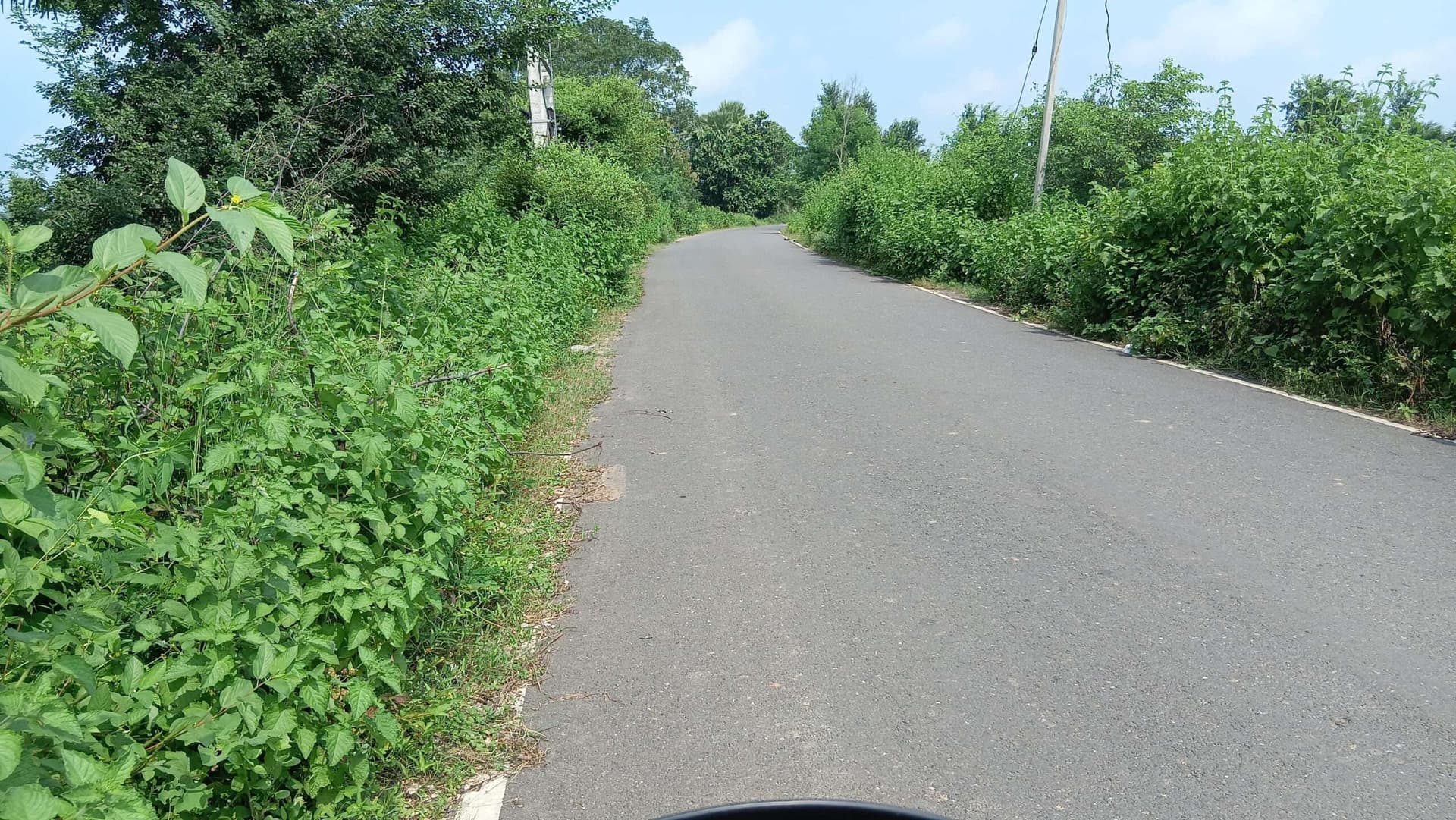 रोड किनारे घनी झाड़ियां बनी खतरे का कारण, सफाई की मांग