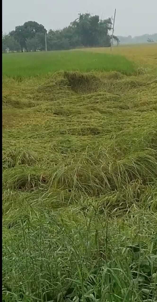 कार्तिक की बारिश से नो प्रॉफिट नो लॉस
